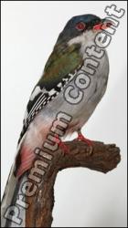 Cuban Trogon - Priotelus temnurus